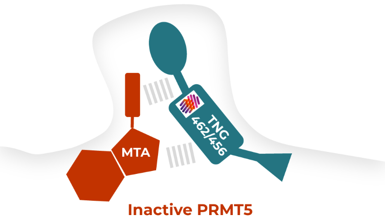 MTAP-deleted<br>cancer cells